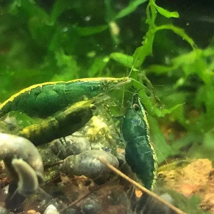 Neocaridina davidi Green Jade räka