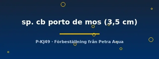 L333 Hypancistrus porto de mos mal 3,5 cm svartvit