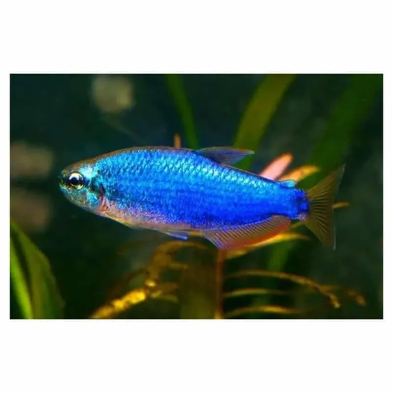 Näsets Inpaichthys kerri superblue tetra 4 cm blå