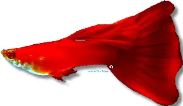 Näsets Ciklidhobby Full Red guppy hane 3–4 cm röd