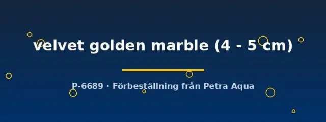 Näsets Ciklidhobby Latipinna Velvet Golden Marble molly 4–5 cm