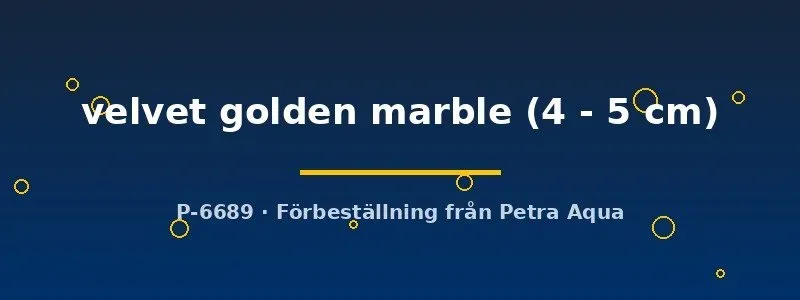 Näsets Ciklidhobby Latipinna Velvet Golden Marble molly 4–5 cm