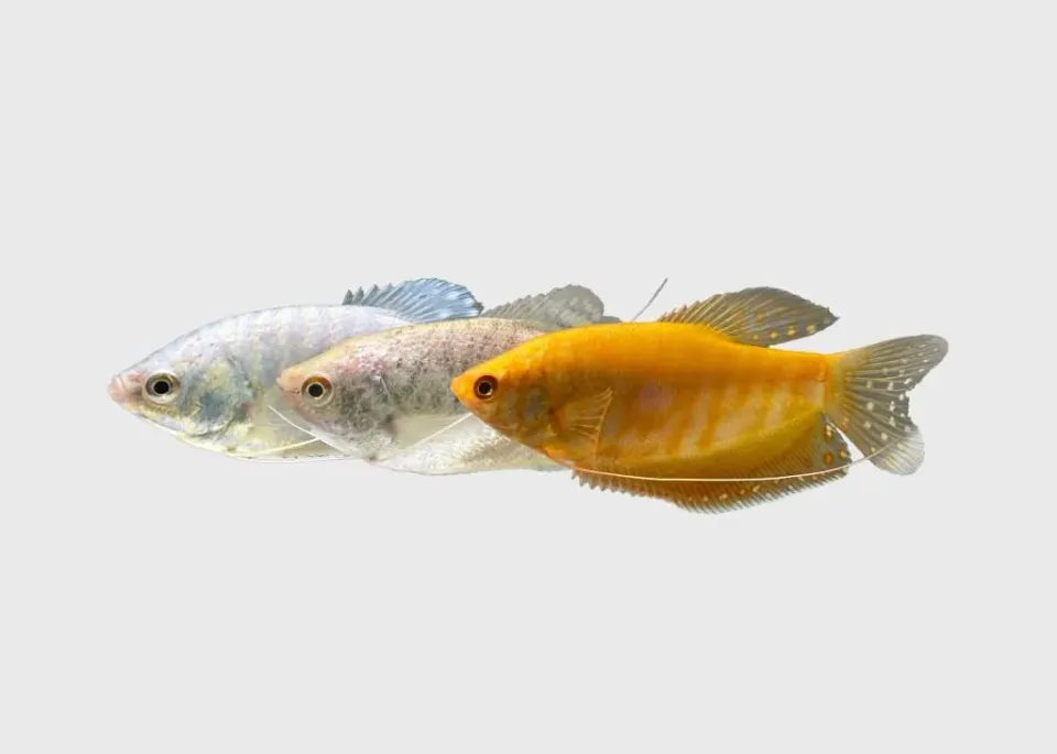 Näsets Ciklidhobby Trichogaster trichopterus gurami 3–4 cm mix