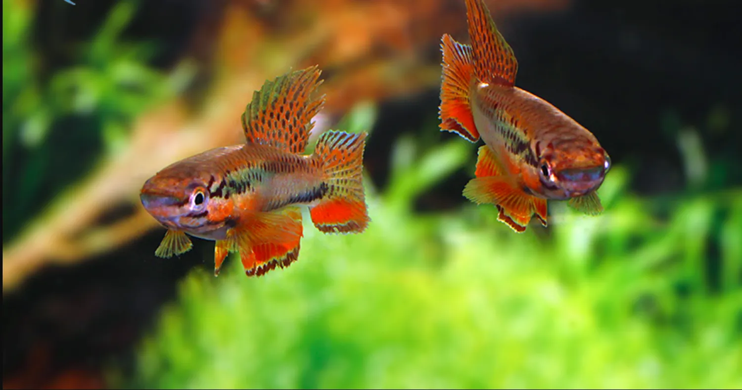 Näsets Ciklidhobby Bivittatum Funge killi 4–5 cm par