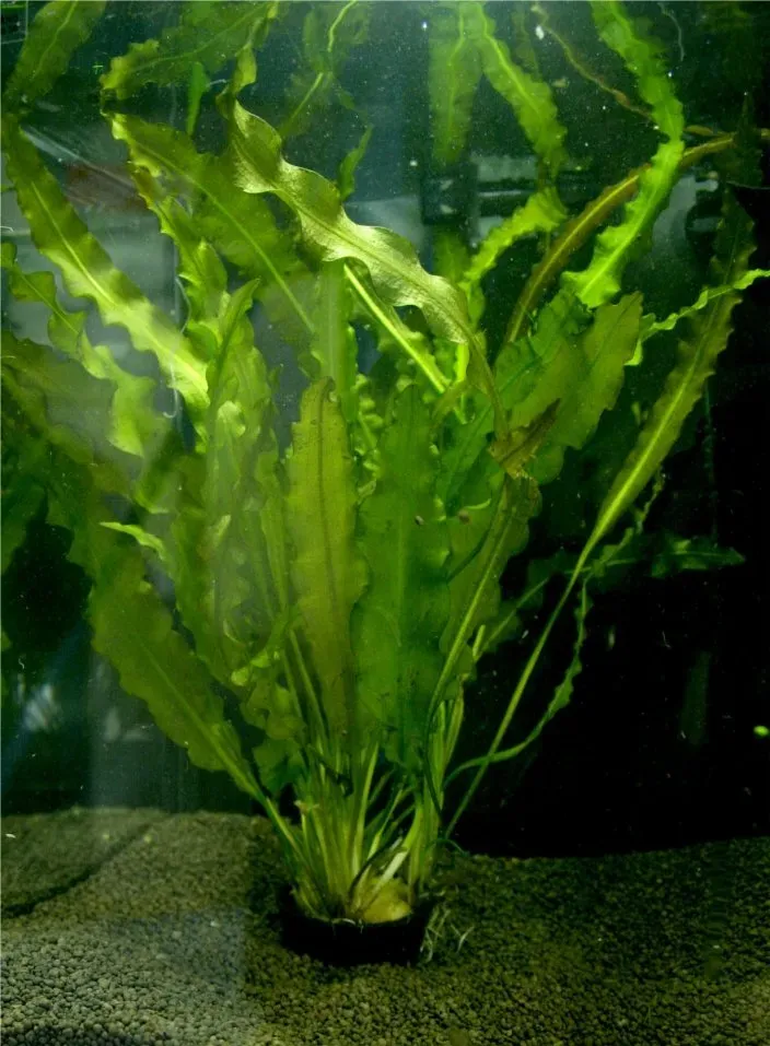 Näsets Ciklidhobby Crispus Easy4 akvarieväxt