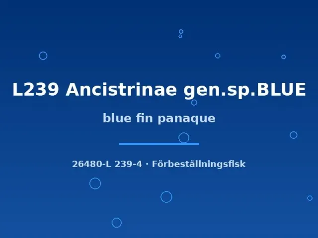Näsets Ciklidhobby Blue fin panaque L239 mal 8–10 cm