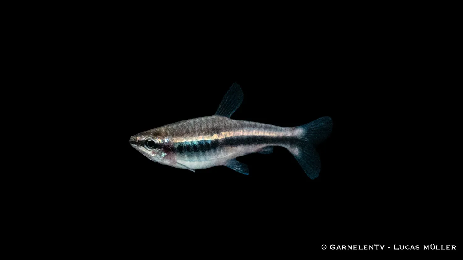 Garnelen TV Nannostomus beckfordi akvariefisk stimfisk