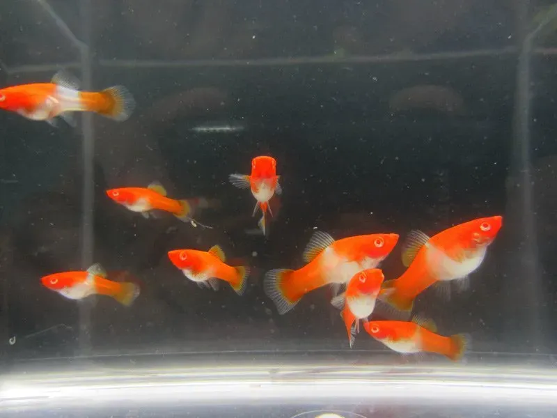 Näsets Ciklidhobby Svärbärare Kohaku Albino fisk 5 cm