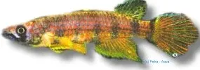 Näsets Ciklidhobby Epiplatys ansorgii killifisk 3–5 cm