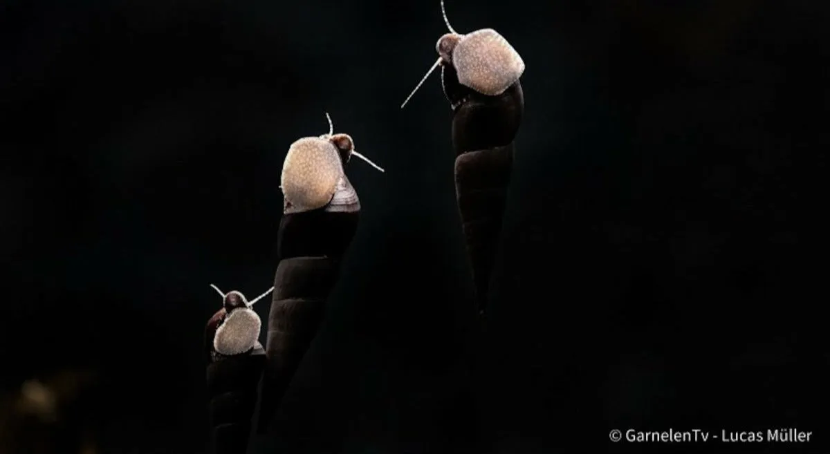 Garnelen TV Faunus ater snäcka svart 8 cm