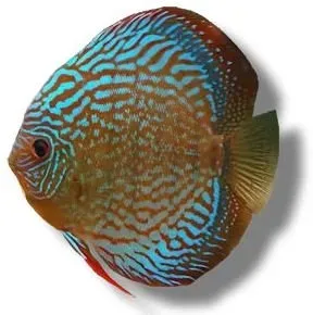 Discus Royal Blue diskus 3–4 cm ungfisk
