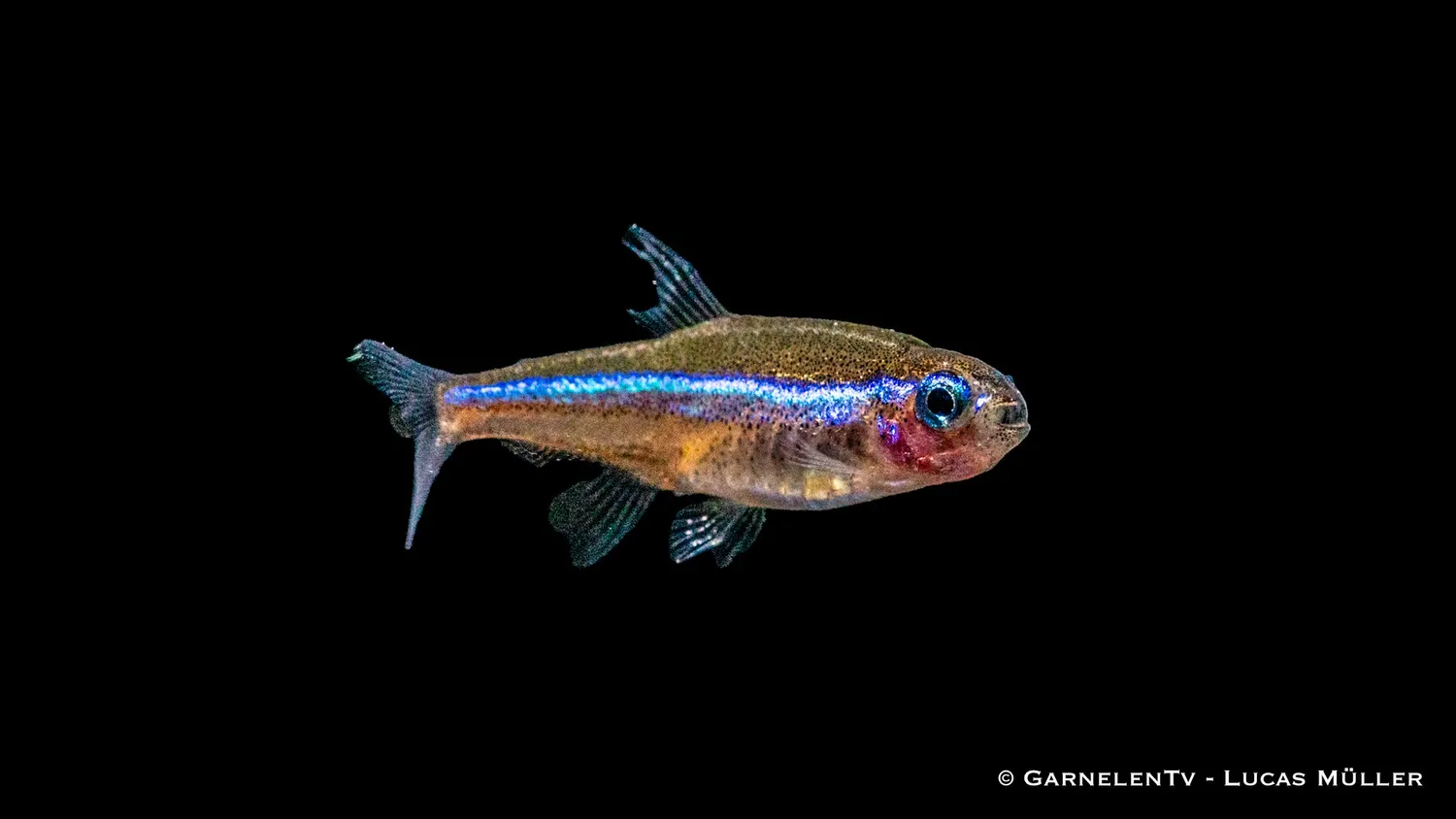 Garnelen TV Blå neon neontetra Paracheirodon stimfisk