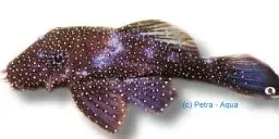 Näsets Ciklidhobby Ancistrus hoplogenys Pearl Sucker mal XL