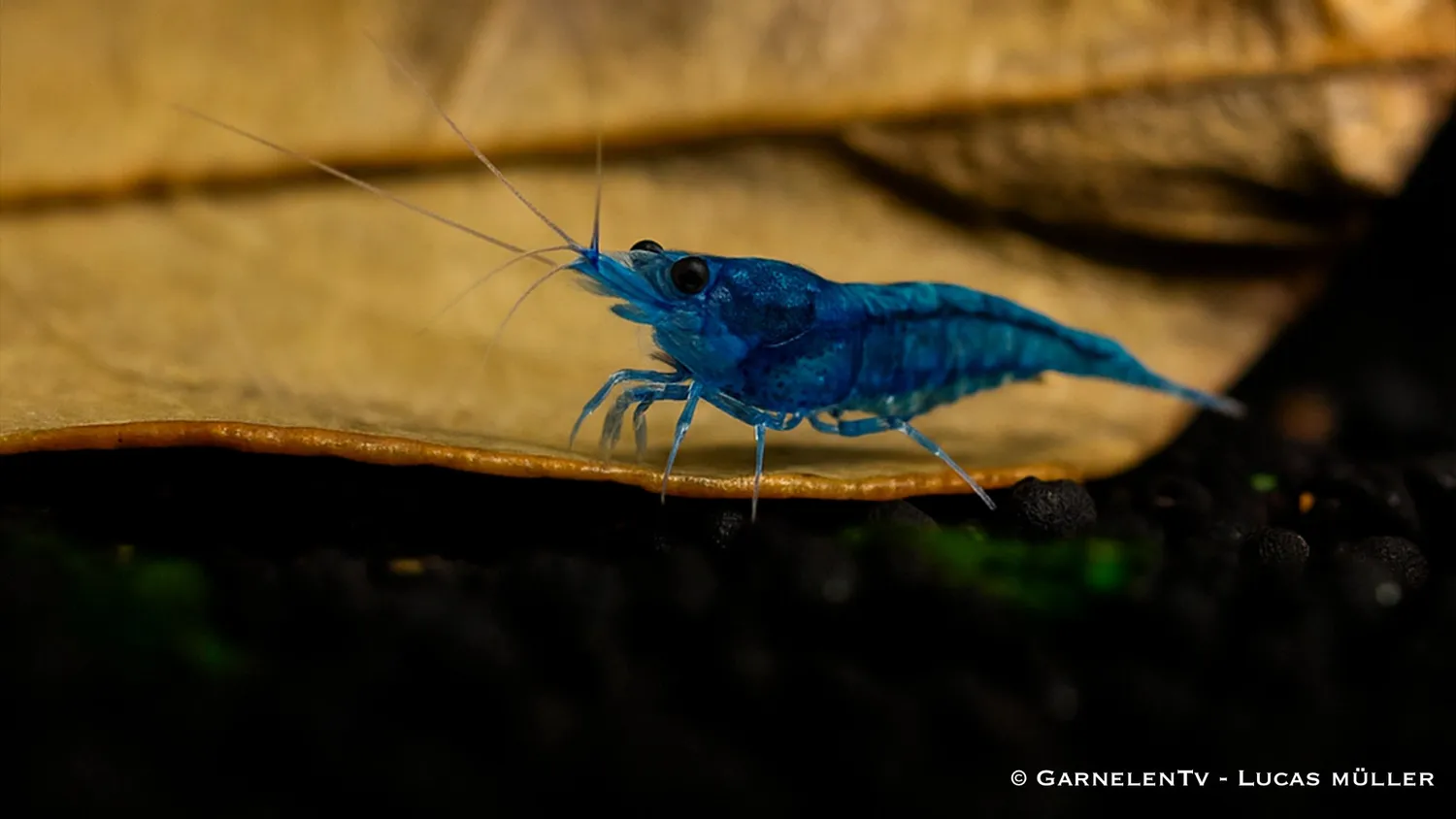 Garnelen TV Blue Dream dvärgräka blå Neocaridina davidi