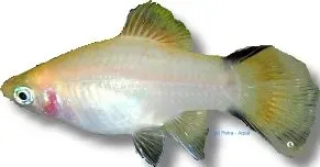 Näsets Ciklidhobby Platy Comet akvariefisk 3–4 cm röd
