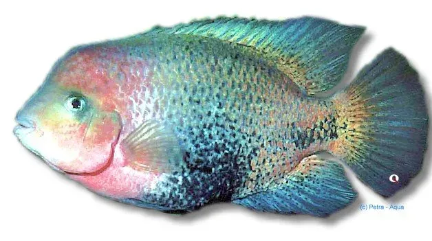 Näsets Ciklidhobby Quetzal Cichlid Redheaded ciklid 5–6 cm