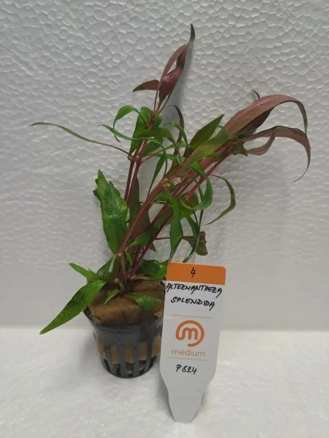 Alternanthera Splendida Medium akvarieväxt röd