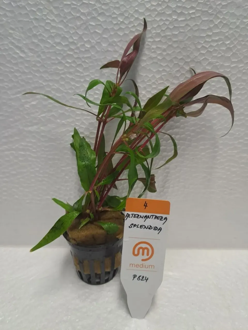 Alternanthera Splendida Medium akvarieväxt röd