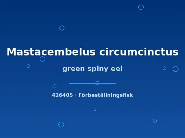 Näsets Ciklidhobby green spiny eel taggål 12–15 cm