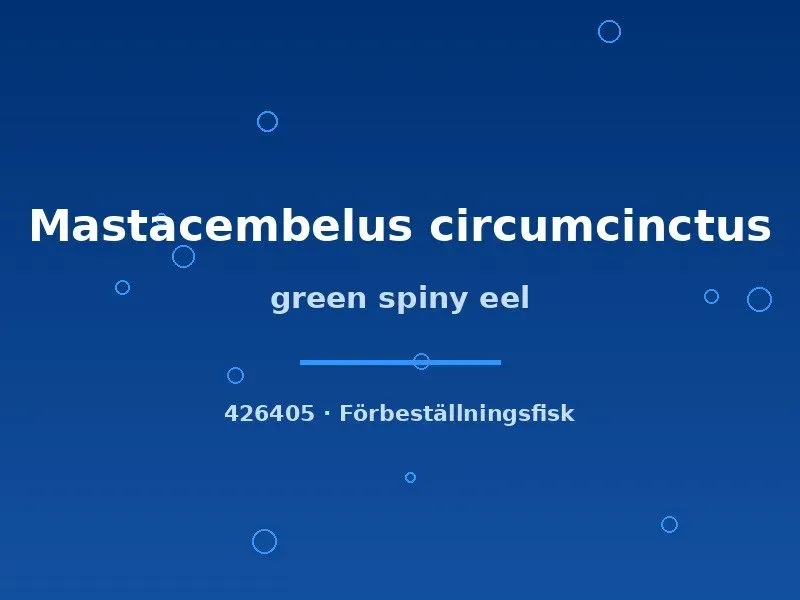 Näsets Ciklidhobby green spiny eel taggål 12–15 cm