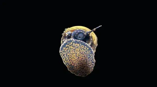 Garnelen TV Blue Berry Snail akvariesnäcka 2–3 cm