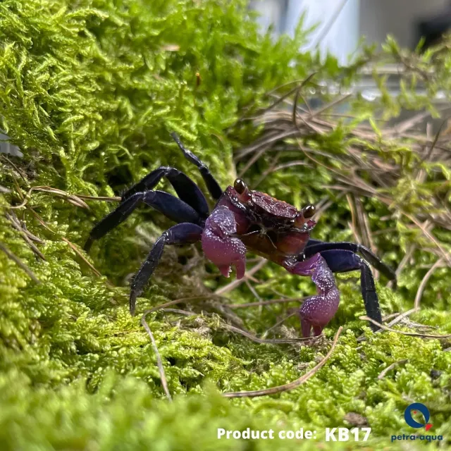 Näsets Ciklidhobby Geosesarma sp. Red Carnaval krabba 2–3 cm