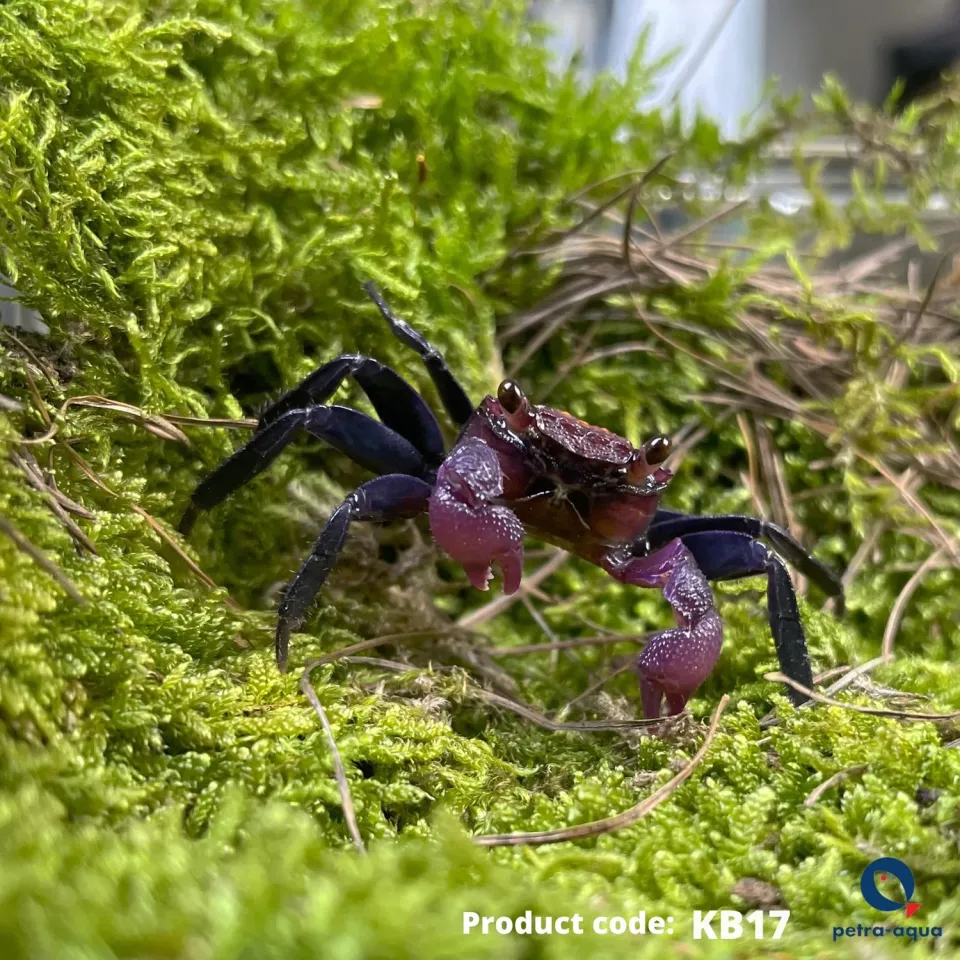 Näsets Ciklidhobby Geosesarma sp. Red Carnaval krabba 2–3 cm