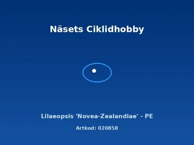 Lilaeopsis Novea-Zealandiae akvarieväxt PE förgrund matta