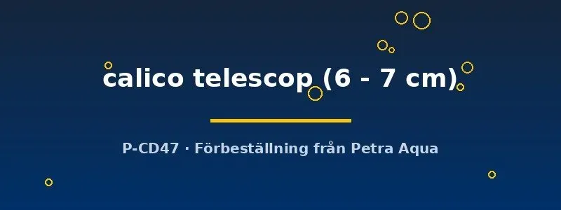 Calico teleskopguldfisk 6–7 cm för kallvatten