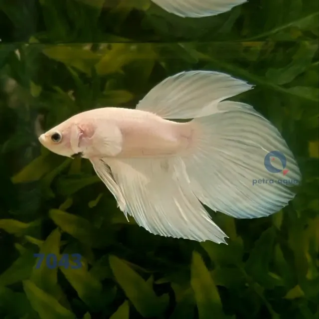 Betta splendens White slöjstjärt kampfisk hane XL