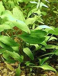 Näsets Ciklidhobby Cryptocoryne nevillii akvarieväxt kruka