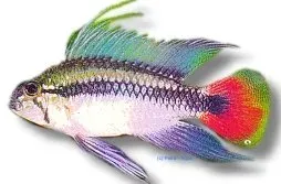 Näsets Ciklidhobby Apistogramma Maciliensis Super Red dvärgciklid L-XL