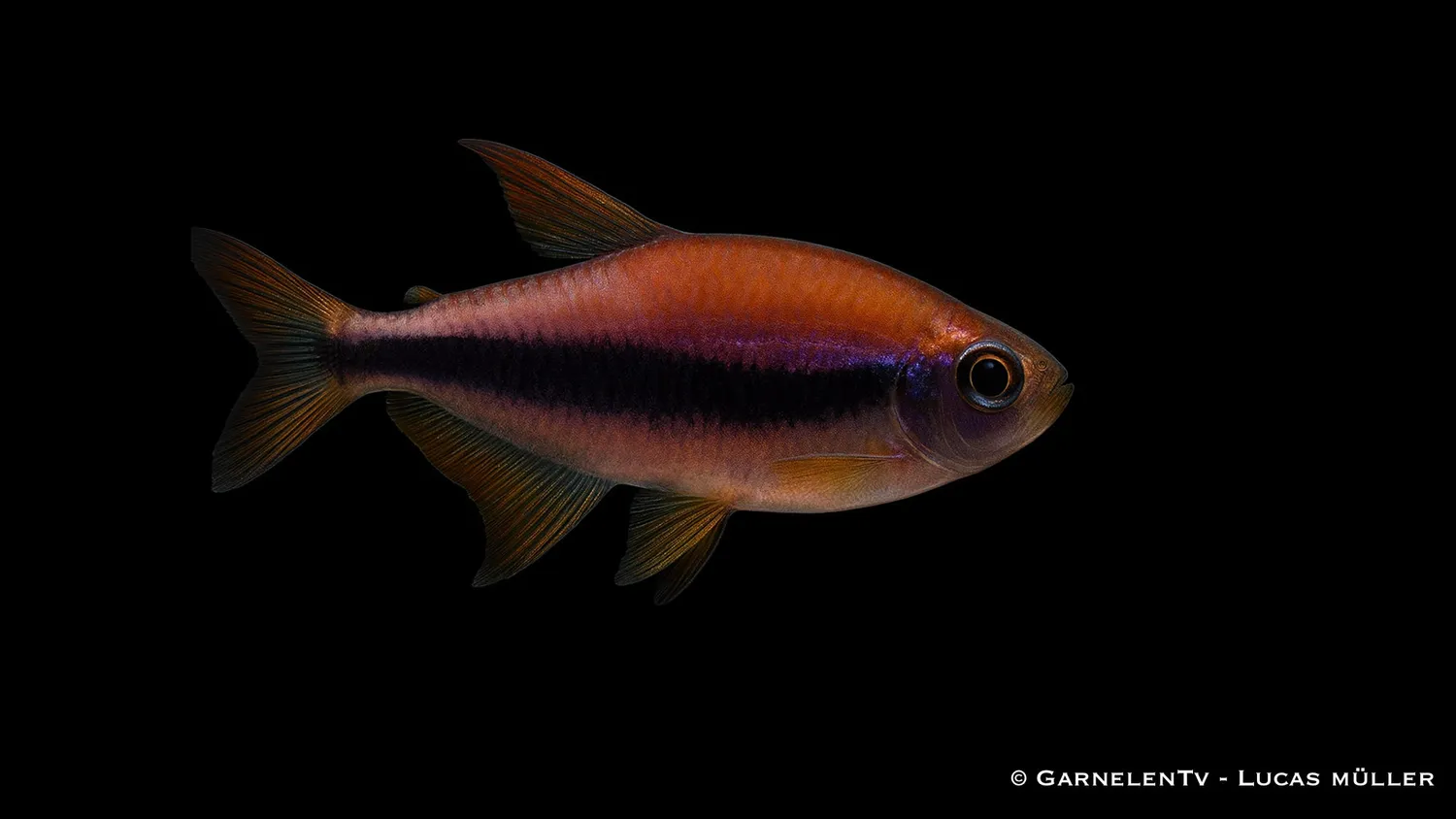 Garnelen TV Königssalmler Inpaichthys kerri tetrafisk