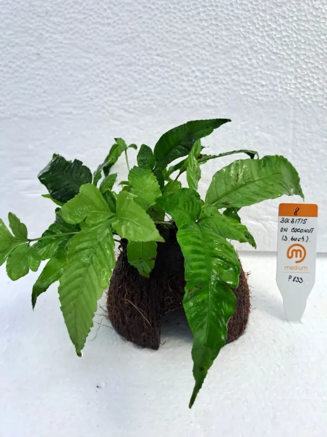 Näsets Ciklidhobby Bolbitis kokosnöt 3-plant lättskött