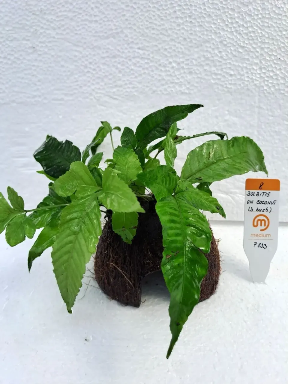 Näsets Ciklidhobby Bolbitis kokosnöt 3-plant lättskött