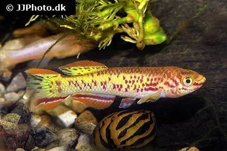 Näsets Ciklidhobby Fundulopanchax gardneri Gold killifisk 3-4 cm