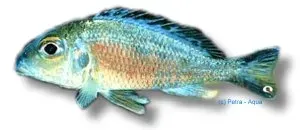 Callochromis macrops ciklid 4–5 cm sandlevande