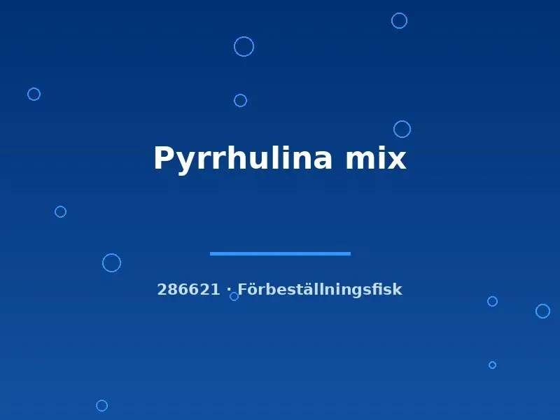 Näsets Ciklidhobby Pyrrhulina mix akvariefisk md–lg slank