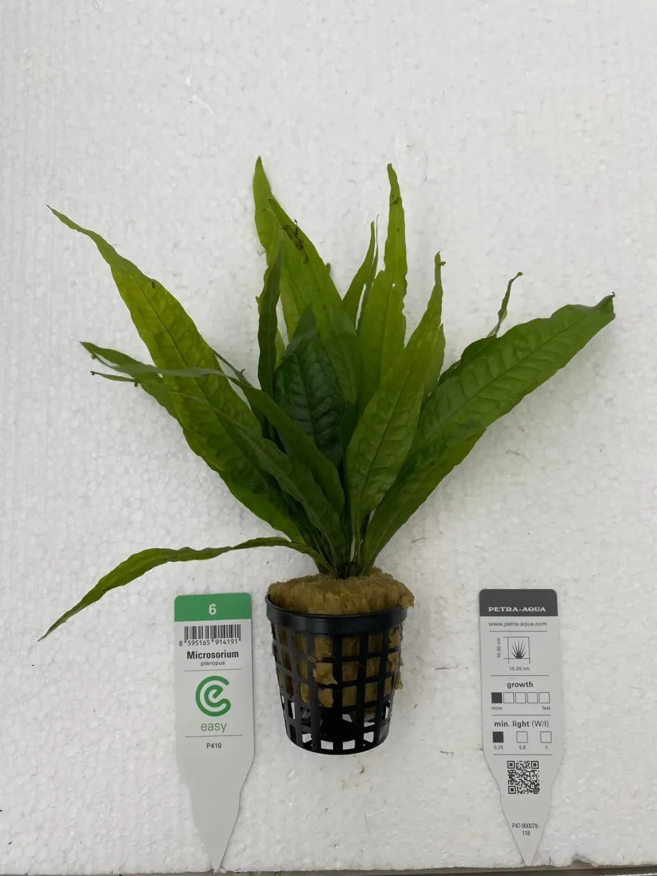 Näsets Ciklidhobby Microsorium pteropus Easy XXL akvarieväxt