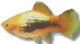 Näsets Ciklidhobby Platy yellow tuxedo fisk 4–4,5 cm gul