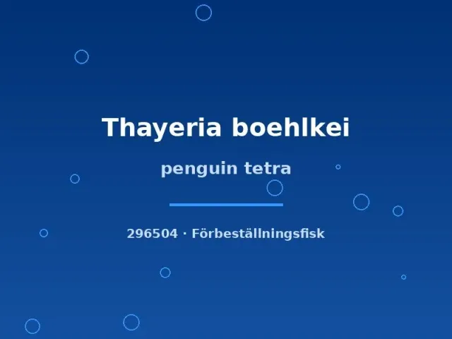 Thayeria boehlkei pingvintetra lg stimfisk
