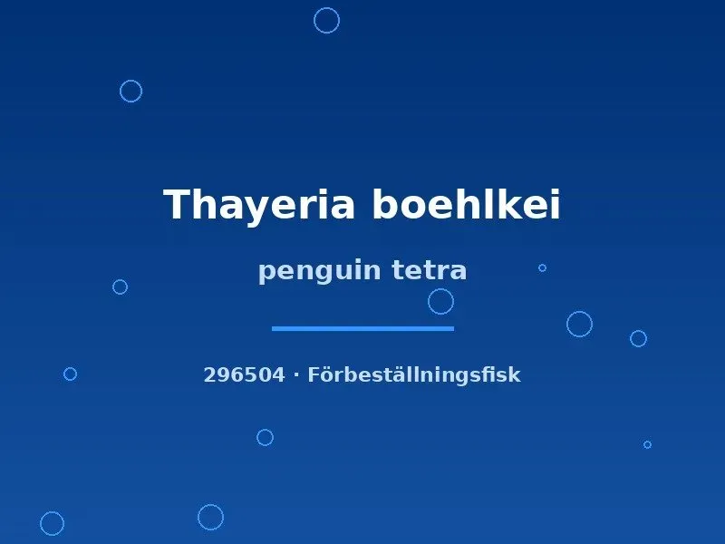 Thayeria boehlkei pingvintetra lg stimfisk