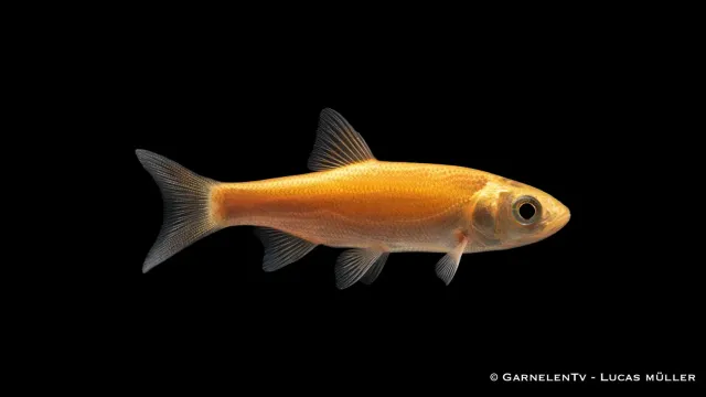 Garnelen TV guldid dammfisk Leuciscus idus 7-10 cm