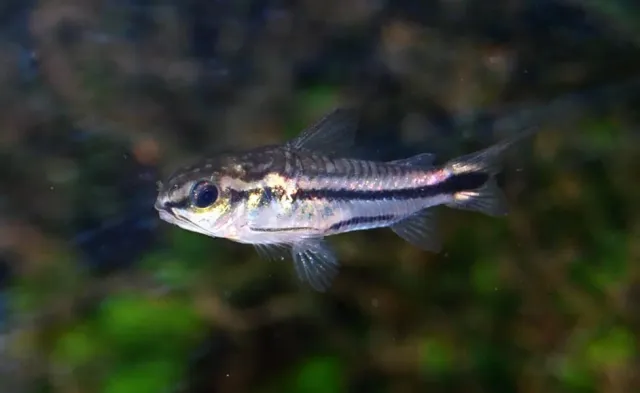 Näsets Corydoras pygmaeus dvärgpansarmal 3 cm stim