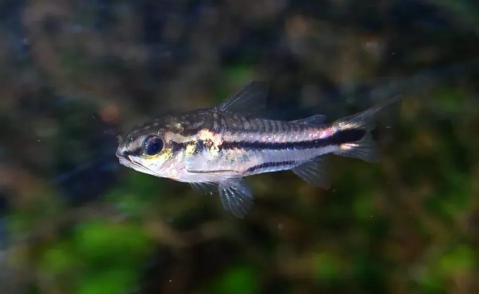 Näsets Corydoras pygmaeus dvärgpansarmal 3 cm stim
