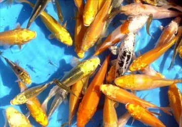 Näsets Ciklidhobby Japan Koi metallic mix dammfisk 6–8 cm
