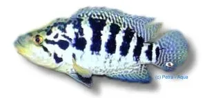 Näsets Ciklidhobby Managua Cichlid ciklid ö15 cm