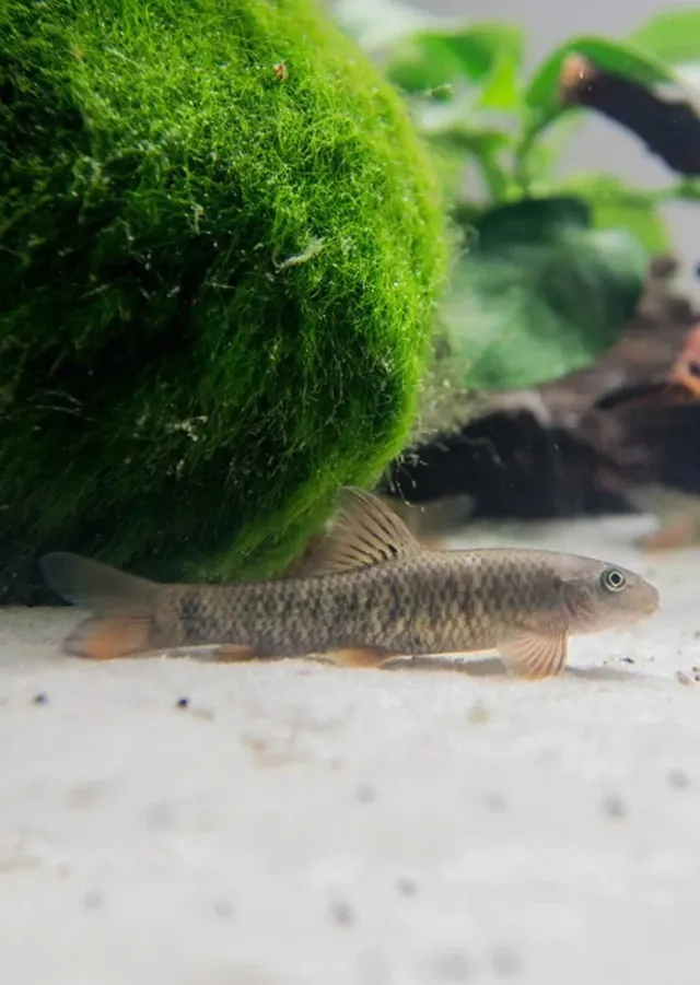 Näsets Ciklidhobby Garra rufa doktorsfisk akvariefisk 11–14 cm fredlig
