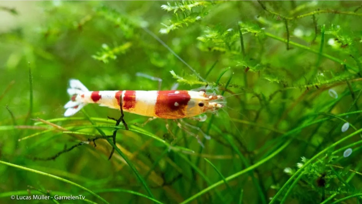 Garnelen TV Red Bee K4-K6 akvarieräka röd-vit