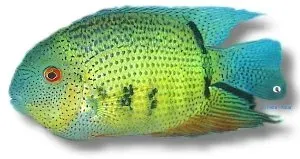 Näsets Ciklidhobby Eye spot Heros notatus ciklid 6–7 cm
